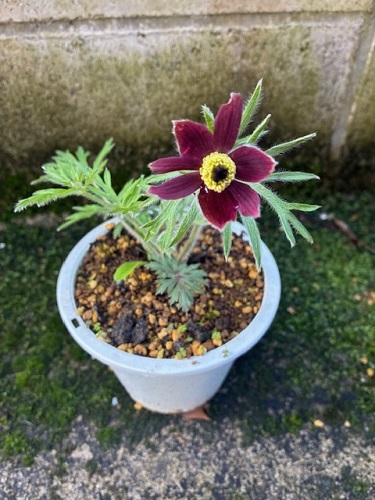 可憐で美しいオキナグサの花