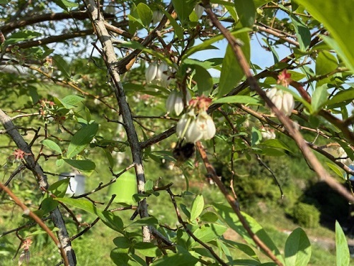 ブルーベリーの花の蜜を吸う蜂