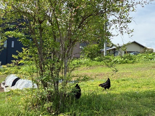 ブルーべリーの木の根元を荒らす鶏