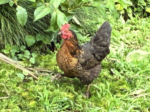 顔は怖いけど、害虫駆除の益鳥です