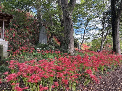 彼岸花②