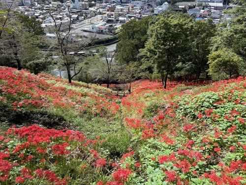 彼岸花③