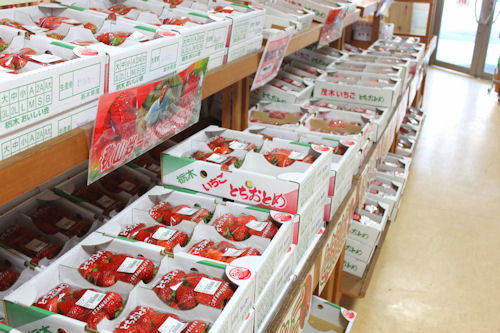 道の駅に並ぶ、茂木産「イチゴ」。どれも採れたてで新鮮！
