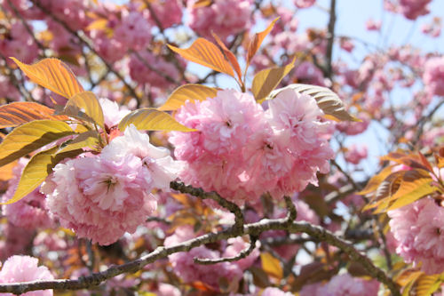 大きな花を咲かせています