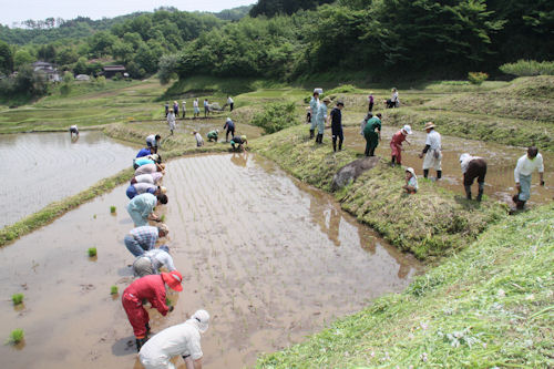 昨年の田植えの様子。今年も天気に恵まれることを祈っています