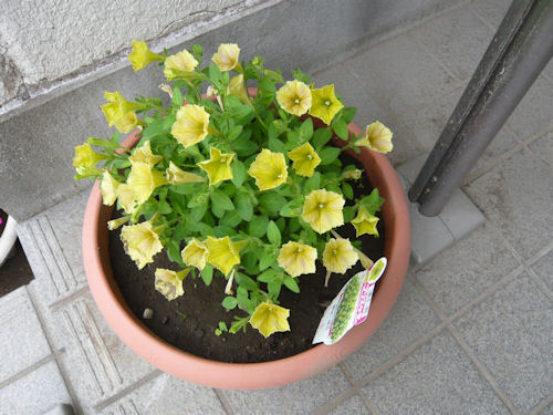 花の名前は分かりませんが、せっせと水やりをしています