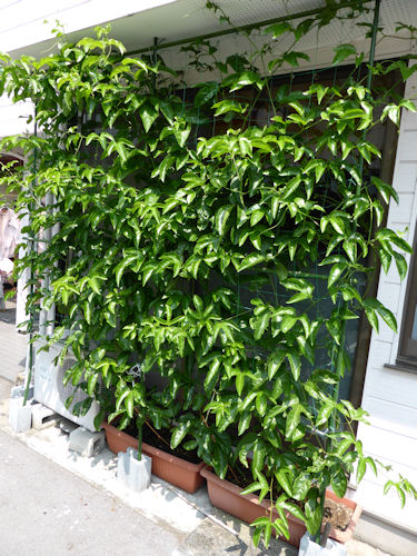 これって何?メロン?