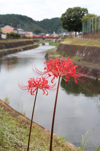 秋を感じさせる逆川河川敷の彼岸花