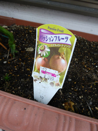 動かぬ証拠 パッションフルーツ