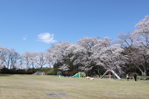 八分咲きの城山公園