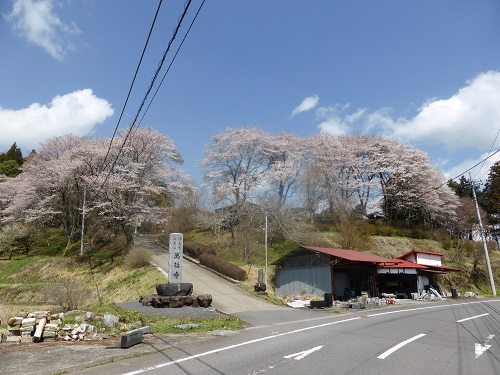 山内万福寺の桜