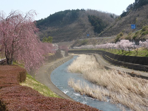 サクラ咲く河川沿い