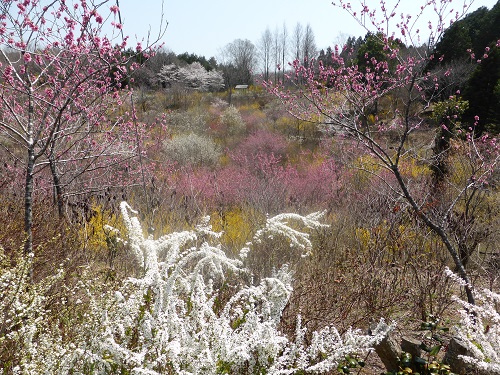 [花の山]は春の花木が今まさに満開