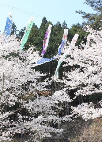 桜の上を泳ぐこいのぼり