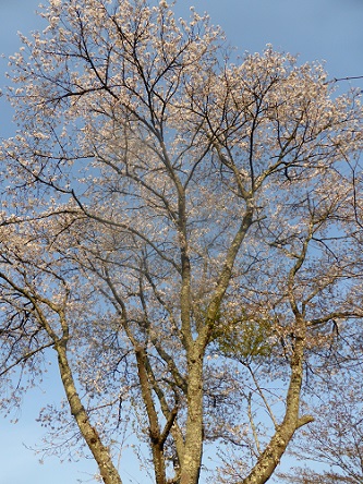 ミーコがよく登る桜の木も満開