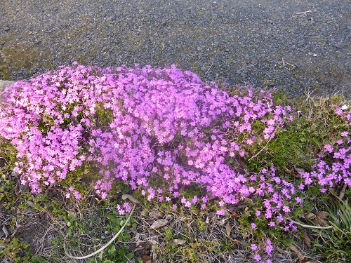 芝桜も見ごろ