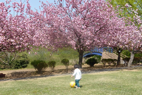 満開のボタン桜の下で