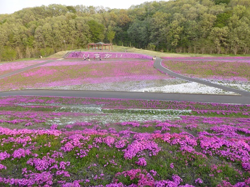 一面に広がる芝ざくら