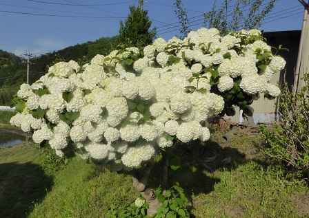 白い花木