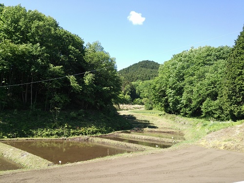 田植え日和(天子)
