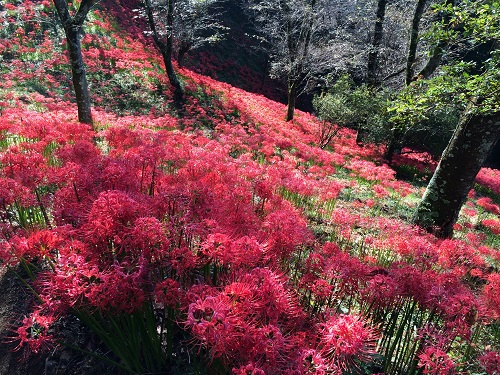 一面に広がる彼岸花【城山公園】