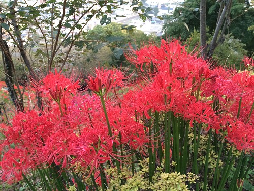 別名「曼珠沙華」（まんじゅしゃげ）