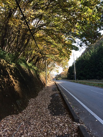 落ち葉がいっぱいの歩道