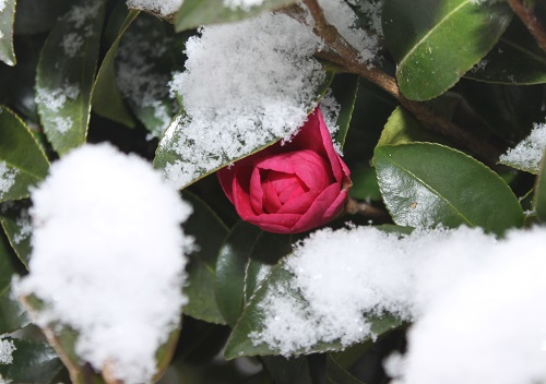 雪にも負けず