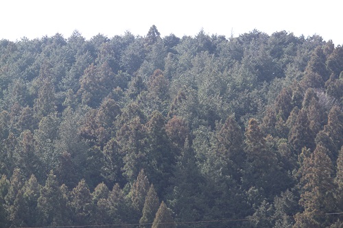 私を苦しめるスギの山