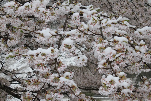 雪にも負けず、咲いています