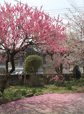 花弁のじゅうたんが美しい（瑞岩寺）