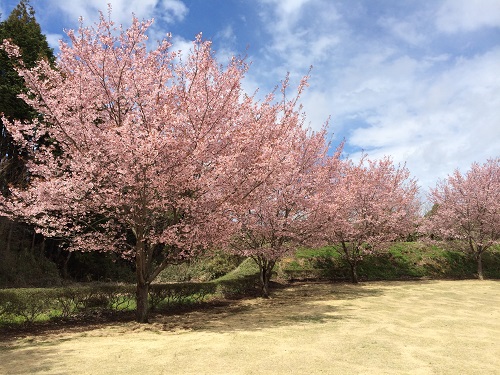 城山の見事なセンダイヤザクラ