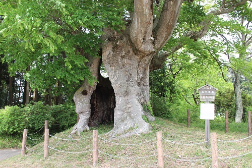 茂木町第１号の県指定天然記念物です