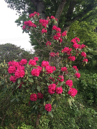 今を盛りに咲き誇る真っ赤な大輪の花