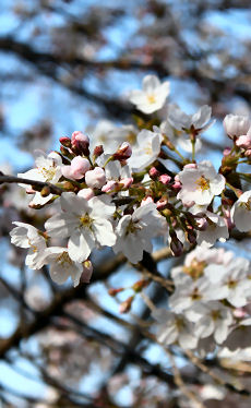 城山の桜（４月８日撮影）