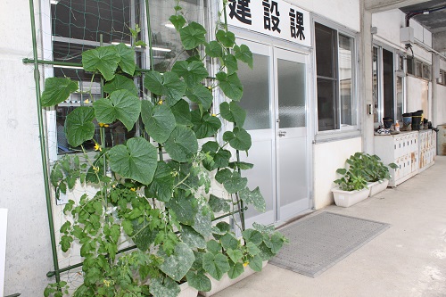 緑のカーテンは順調!建設課前