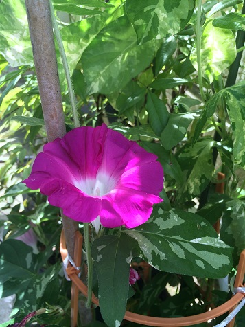 きれいに咲いたアサガオの花