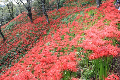 南側斜面一面に彼岸花が咲き誇っています