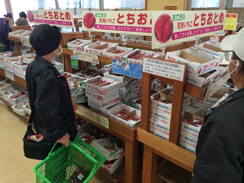 道の駅もてぎ イチゴ売り場は連日大盛況