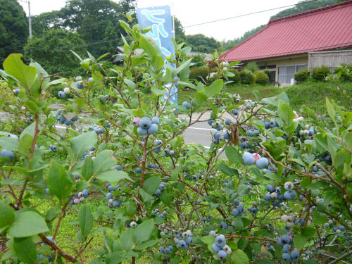 甘くておいしい山内のブルーベリー