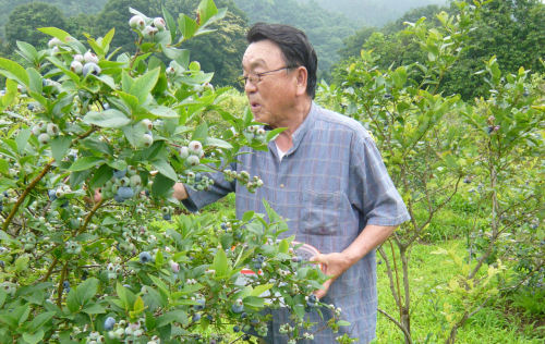 たくさんなって、摘み取りも急ピッチです