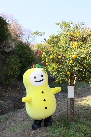 ゆずもはユズの妖精です!