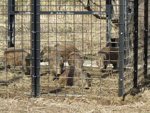「センサー付き囲い罠」で6頭のイノシシ捕獲に成功