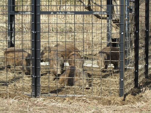 「センサー付き囲い罠」で６頭のイノシシ捕獲に成功