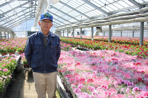 名誉農業士 山形功さん 現在はベラルゴニウムが美しく咲いています