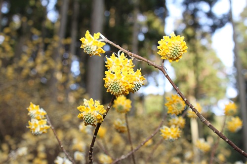 見ごろが終盤を迎えると花の色が白くなっていきます