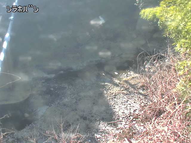 2026年02月04日13時00分の映像